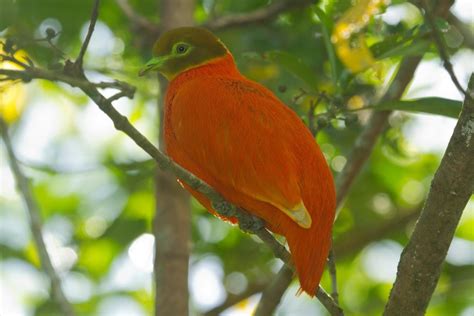 5 Jenis Burung Endemik Yang Paling Poopuler Di Pulau
