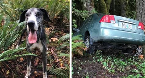 Dog Saves Owners Life After She Crashes Her Car Off The Side Of The