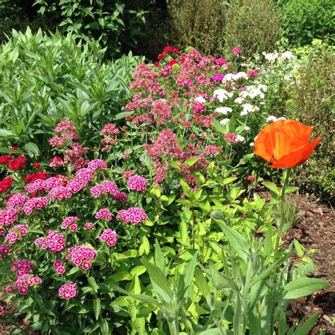 Maybe you would like to learn more about one of these? Blumenbeet | Blumenbeet, Garten, Blumen