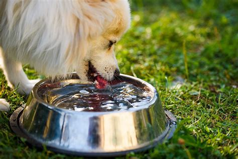 How Long Can A Dog Live Without Eating But Drinking Water