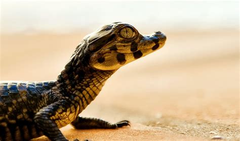 Image Result For Baby Crocodile Animalsareawsome Pinterest Reptiles