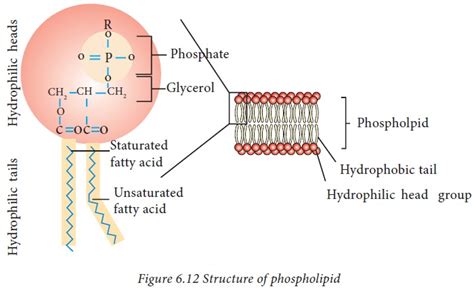 Sphingophospholipid Structure
