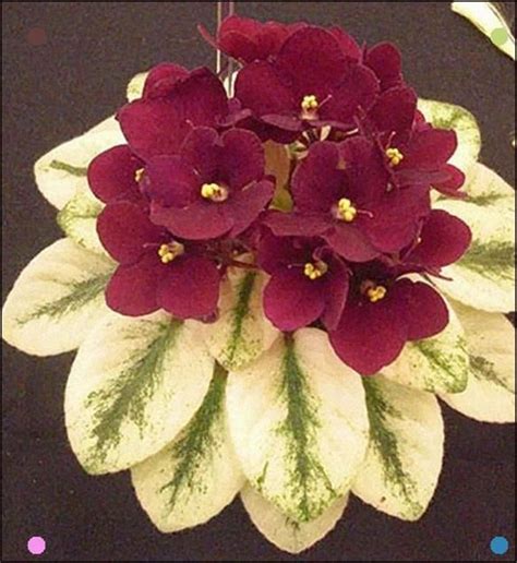 African Violet Jolly Jubilee Leaf Salevariegated Saintpaulia