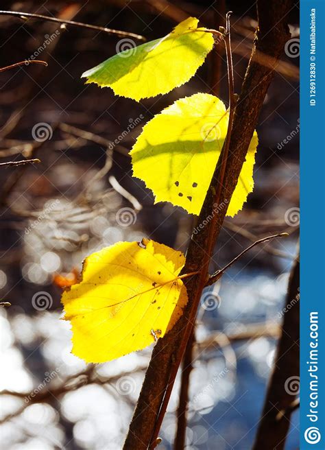 Nature Autumn Sunshine Leaves Yellow Stock Photo Image Of Perspective