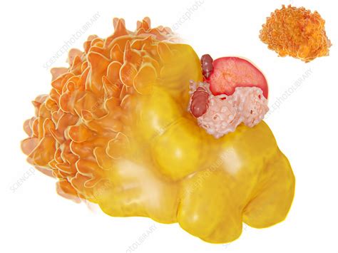 Structure Of A Fat Cell Illustration Stock Image F0192635