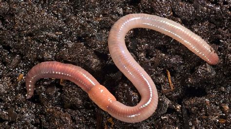 I cannot identify the tiny worms in your photo, but i would put out slug bait. This is What Happens When You Put Earthworm in Your garden ...