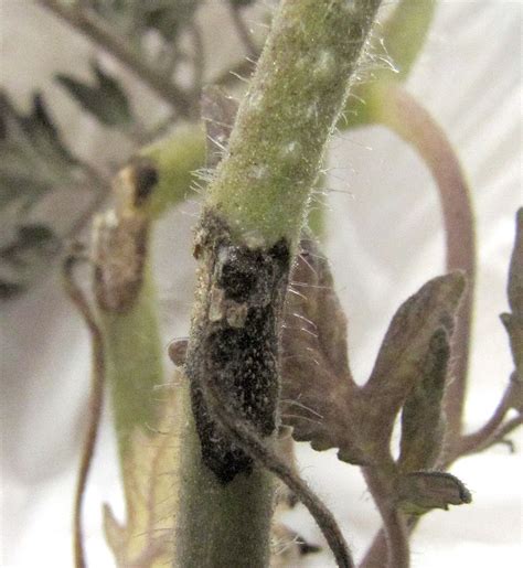 Gray Mold On Tomatoes Vegetable Pathology Long Island Horticultural