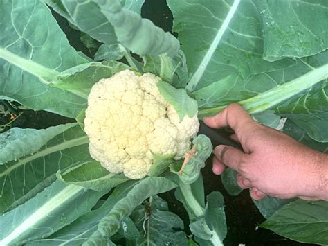From The Veggie Patch Harvesting Your Cauliflower