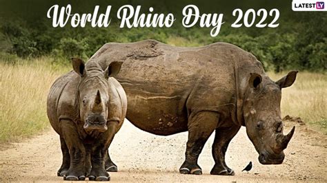 World Rhino Day 2022 Date And Theme History Significance And All There