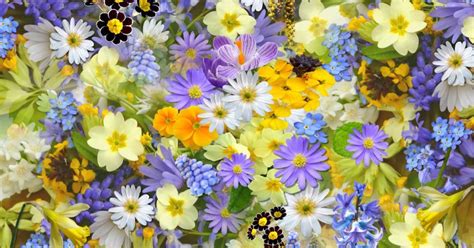 How To Choose Hayfever Friendly Flowers For Spring Lucy