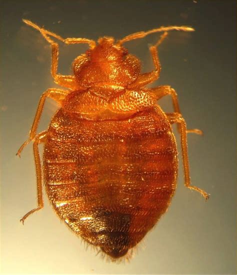 Can You See Bed Bugs With The Naked Eye Pestseek