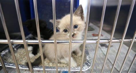 Epic Cute Kittens And Pups At Orange Animal Shelter Orlando Sentinel