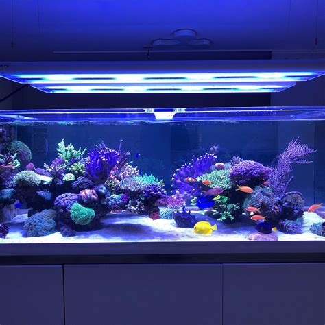 Click This Image To Show The Full Size Version Reef Tank Aquascaping