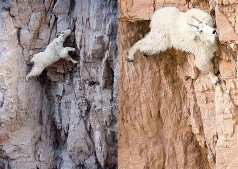 Goats Climbers Through A Lifetime Of Climbing In The Mountains