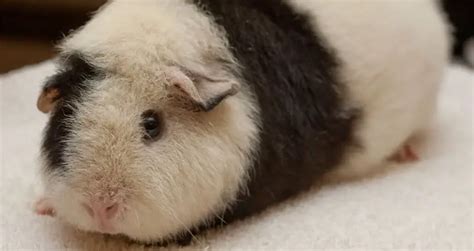 Teddy Guinea Pig The Ultimate Care And Fact Guide Beyond The Treat
