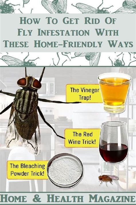 How To Get Rid Of Fly Infestation With These Home Friendly Ways Get