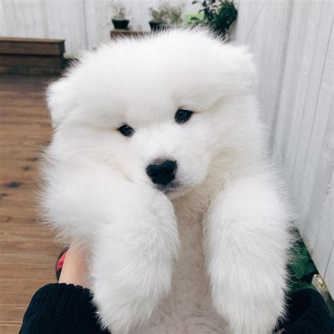 Pin By Nguyên On Ngáo Big Fluffy Dogs Beautiful Dog Breeds Samoyed Dogs