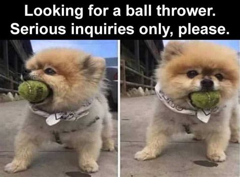 Top 28 Funny Pet Memes Of The Day