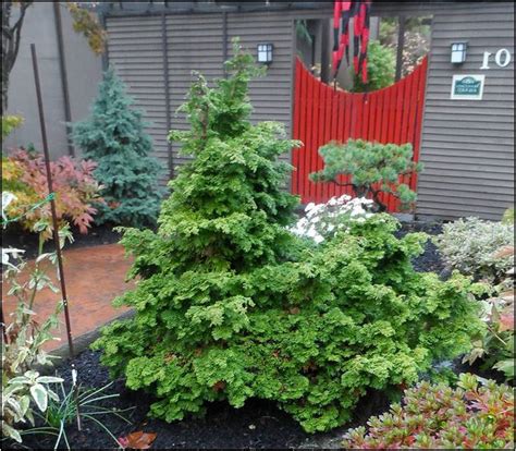 Dwarf Evergreen Plants For Landscaping Home Improvement