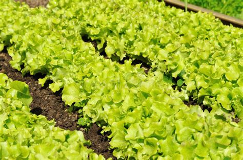 Preppers can use pantyhose if they do not have a mesh strainer. Lettuce in garden stock image. Image of cultivated ...
