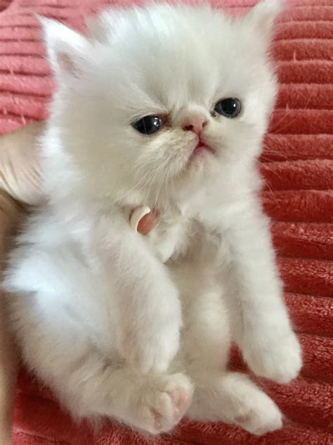 28 White Persian Cat For Sale Near Me Pictures Adopt Siberian Kitten