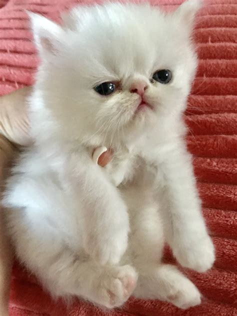 28+ White Persian Cat For Sale Near Me Pictures - Adopt Siberian Kitten
