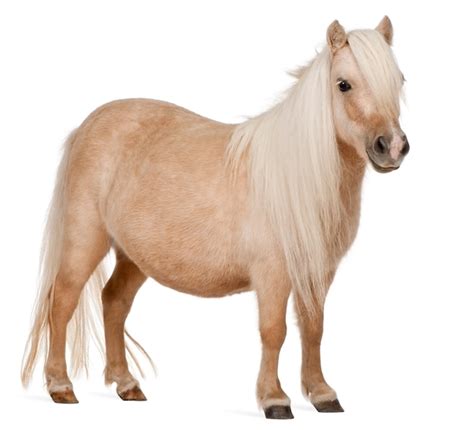 Premium Photo Palomino Shetland Pony Equus Caballus Standing Ion