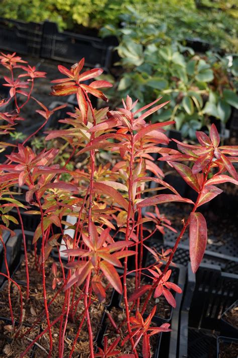 Check spelling or type a new query. Garten Wolfsmilch Fireglow kaufen | floranza.de » Ihr ...