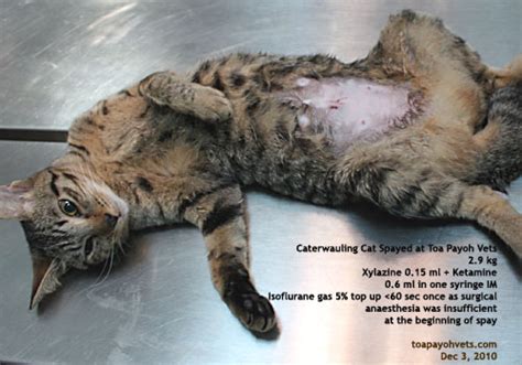 When to take cone off dog after neuter? veterinary medicine, surgery, singapore, toa payoh vets ...