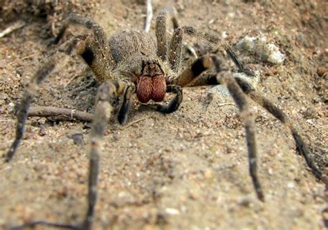 Brazilian Wandering Spider Spider Facts And Information