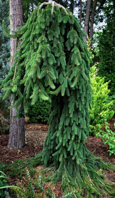 Dwarf Weeping Trees For Landscaping Picea Abies Tumblr Dwarf Trees For Landscaping Kulturaupice