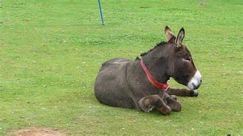 The Donkey Sanctuary Sidmouth Exeter England Youtube