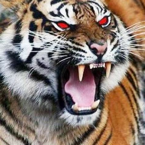 Ini akan membuat mata anda lebih segar, sehingga potensi terbentuknya lingkaran hitam di bawah mata menjadi berkurang. Foto Macan Putih Mata Merah - Rahman Gambar