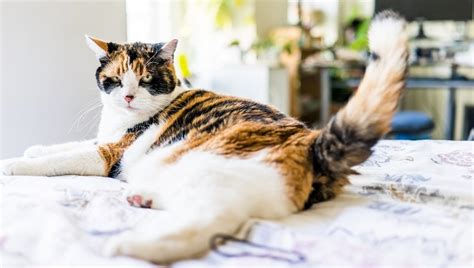 Stud Tail In Cats Symptoms Causes And Treatments Cattime