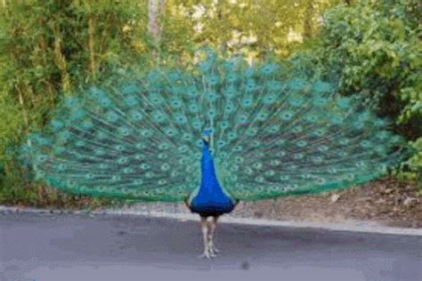 The global community for designers and creative professionals. Peacock GIF - Find on GIFER