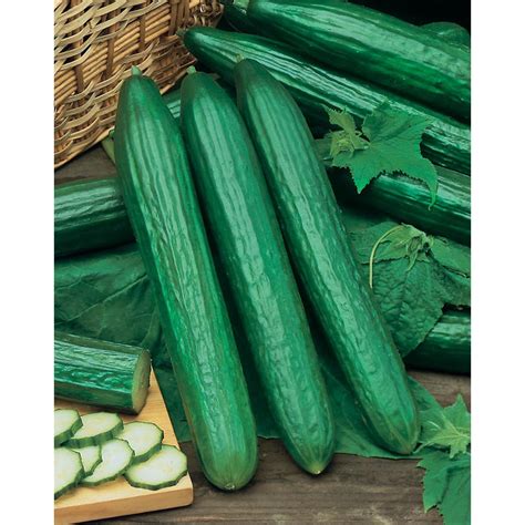 Mr Fothergills Seeds Cucumber Long English Seeds The Home Depot Canada