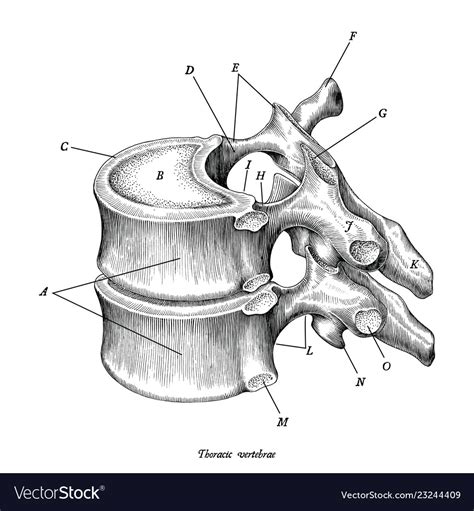Diagram Of Thoracic Vertebrae