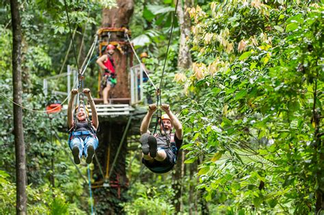 Daintree Rainforest Tours Jungle Surfing Ziplining Tour Best Value