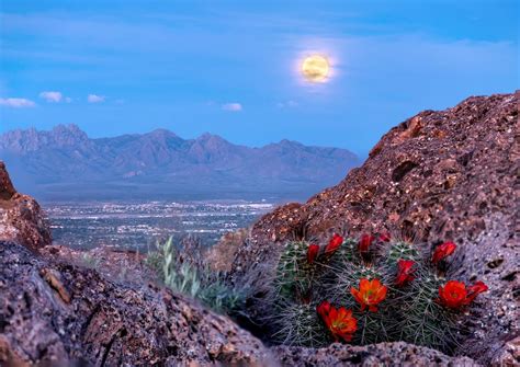 Best Things To Do In Las Cruces New Mexico