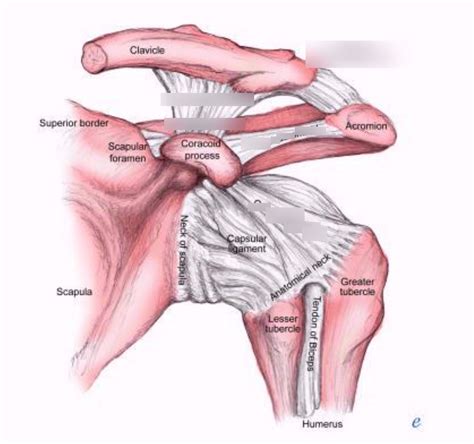 SHOULDER AND SCAPULAR REGION Diagram Quizlet