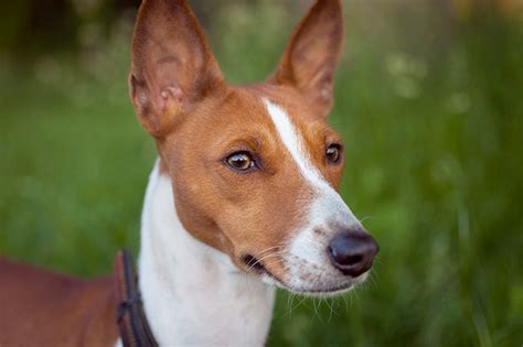 The Basenji Is The Worlds Only Barkless Dog Serious Facts