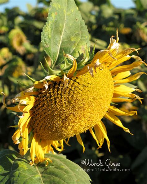 Sunflower Stuff A Blog Called Wanda