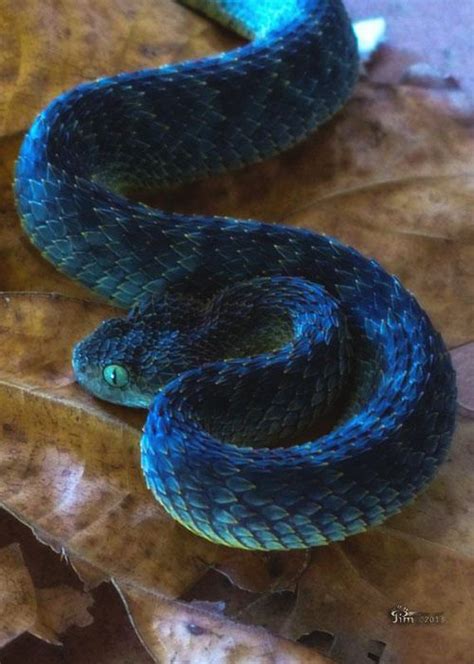 Blue Bush Viper Poisonous Snakes Pet Snake Beautiful Snakes