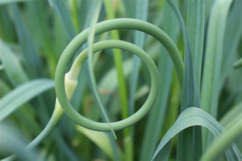 They're also packed with nasunin chemicals that improve blood flow to the brain and anthocya. Marblemount Homestead: How to ferment and use garlic scapes