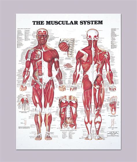 The Human Muscular System Anatomy Detailed Diagram 20