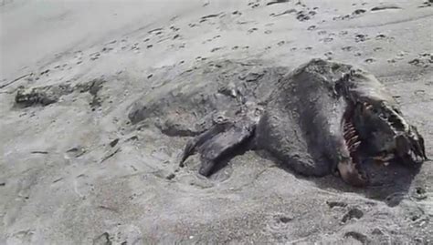 Mysterious Sea Monster Washes Up In New Zealand Wordlesstech