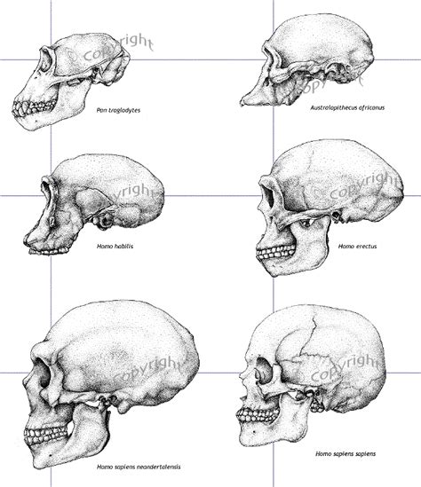 Hominid Skulls Evolution Science Human Evolution Darwins Theory Of