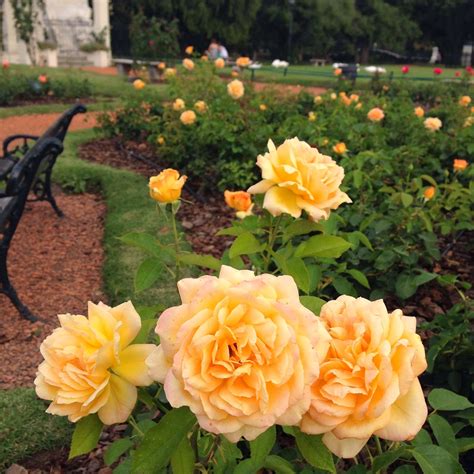 Un Año En Buenos Aires El Jardín De Rosas Rose Garden