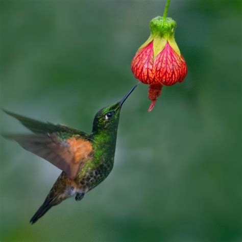 Hummingbirds See Colours That Humans Cannot Imagine Curious Times