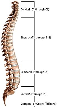 Osteoarthritis of the back can result in the breakdown of the protective and cushioning cartilage of the spine. The Remarkable and Complex Anatomy of The Spine: Regions & Functions